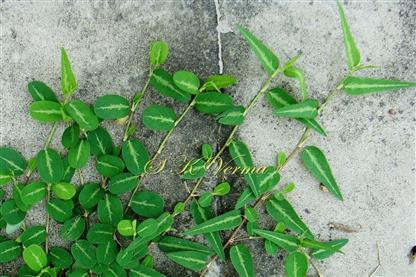  Leaves